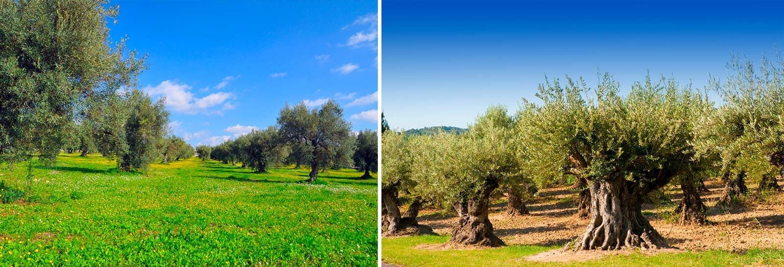 Champs d'olivier au soleil